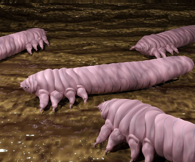 Los Demodex son ácaros microscópicos que pueden habitar en las pestañas.