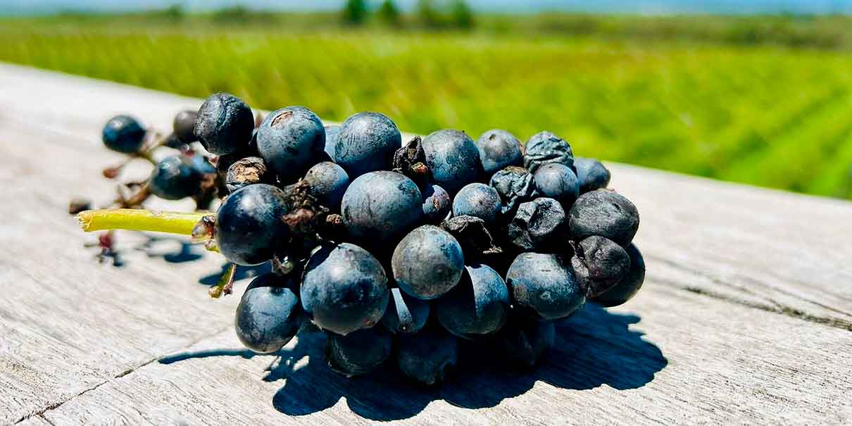 Uvas