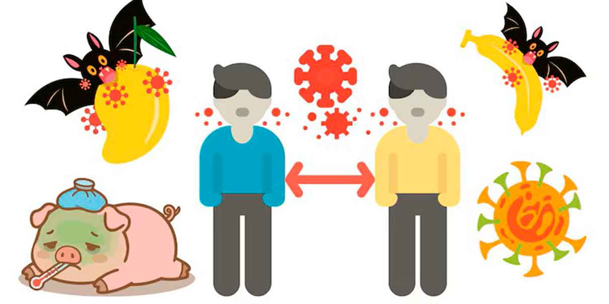 Virus nipah