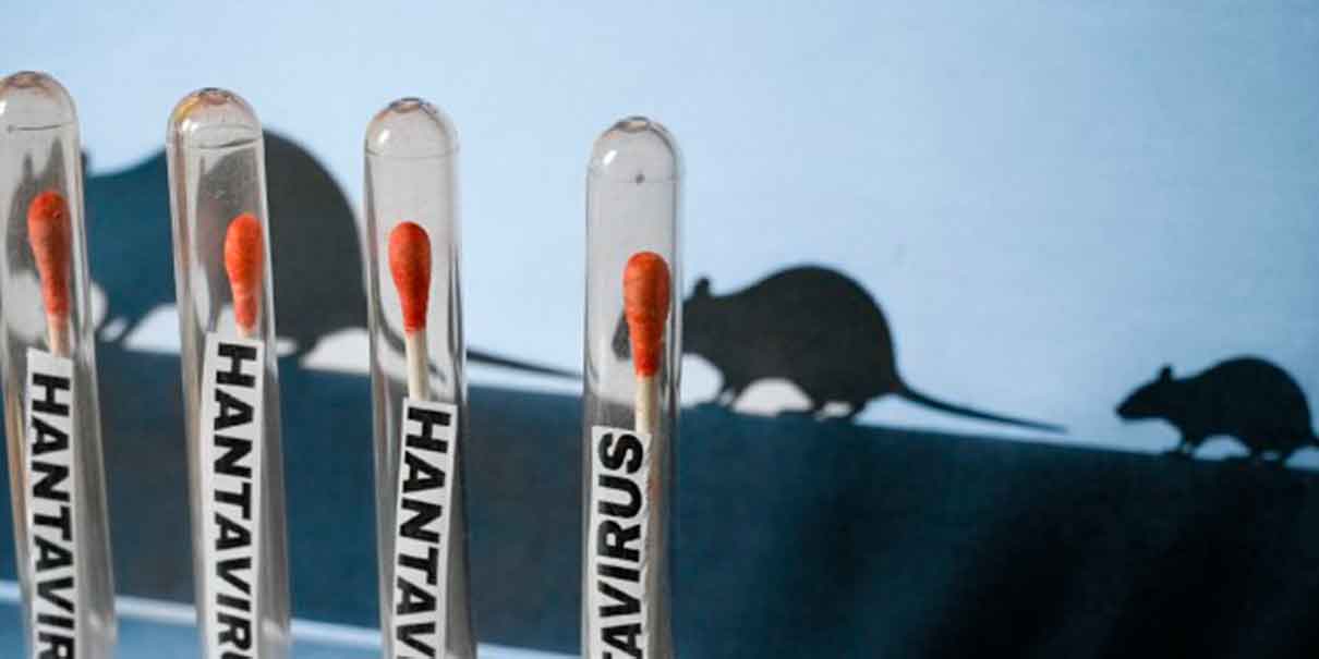 hantavirus 