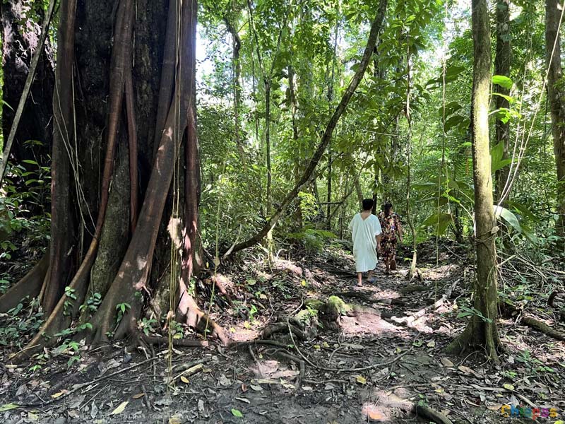 Zona Arqueológica de Bonampak: el destino en Chiapas que revela lo que otros sitios mayas ocultan