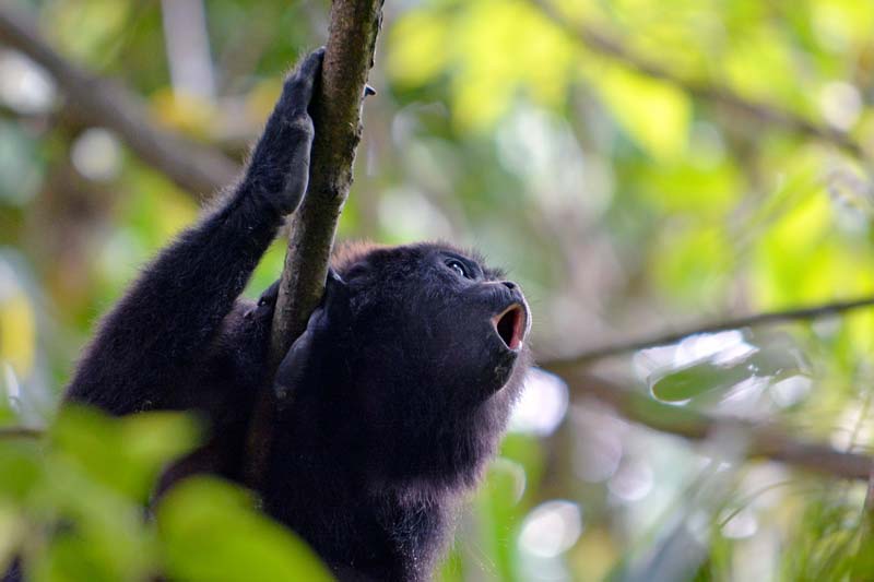 Zona Arqueológica de Yaxchilán: la asombrosa ciudad maya en la selva de Chiapas accesible por el río Usumacinta