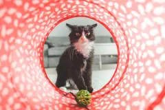 Más allá del alimento, cómo debes cuidar la SALUD MENTAL de tu GATO