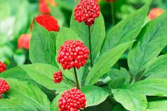 Beneficios y cómo conseguir Panax ginseng, el aliado natural para la cognición
