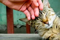 Ronroneos que sanan: Estudio confirma impacto positivo de los GATOS en la salud mental 