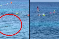 Avistan un cocodrilo en el mar durante una competencia de natación infantil