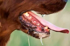 No solo los perros transmiten rabia: estos animales también pueden contagiarte