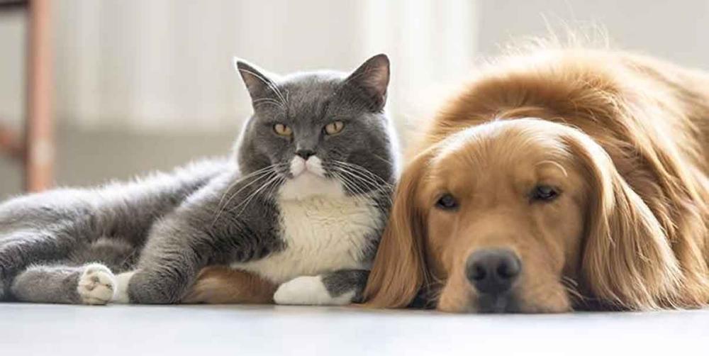 ¿Cuándo es el momento adecuado para esterilizar a nuestros perros y gatos?