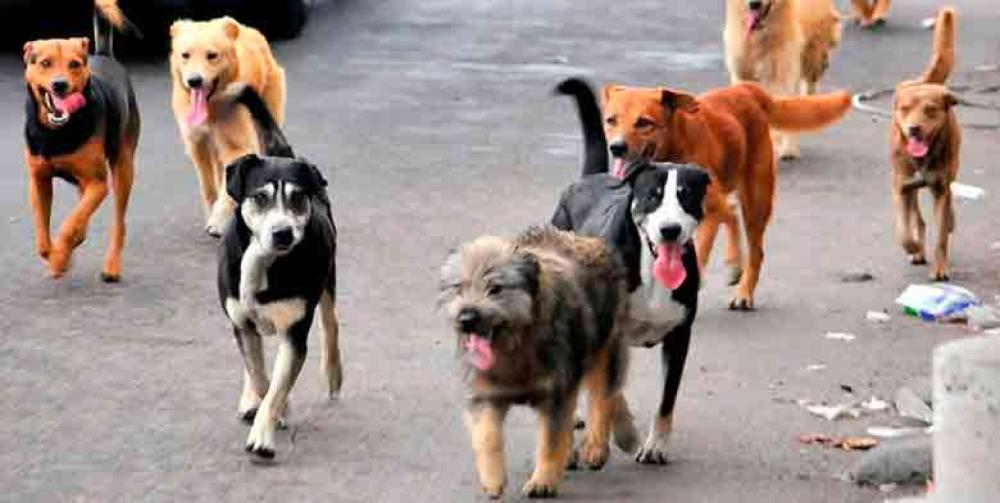 POLÉMICA. Gobierno en Turquía podría sacrificar a 4 millones de perros callejeros
