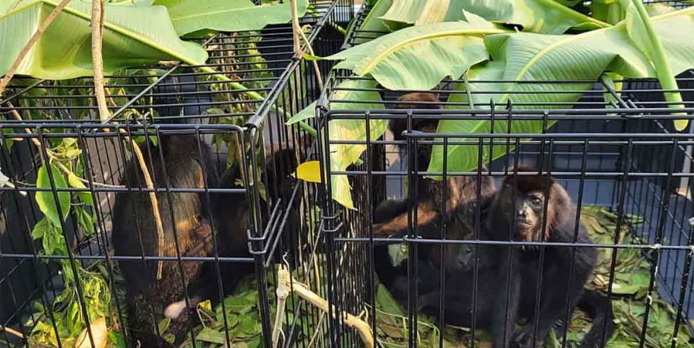 Se registran muertes por calor extremo de monos ahora en Veracruz y Campeche