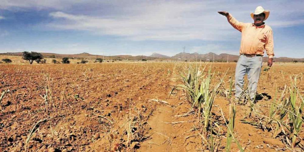 Banxico: en riesgo 80% de producción agrícola por intensificación de sequía