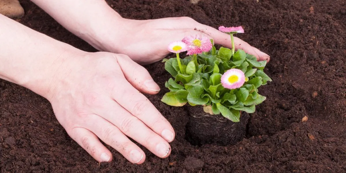 Flores y plantas: aliadas del bienestar mental y la agricultura sostenible