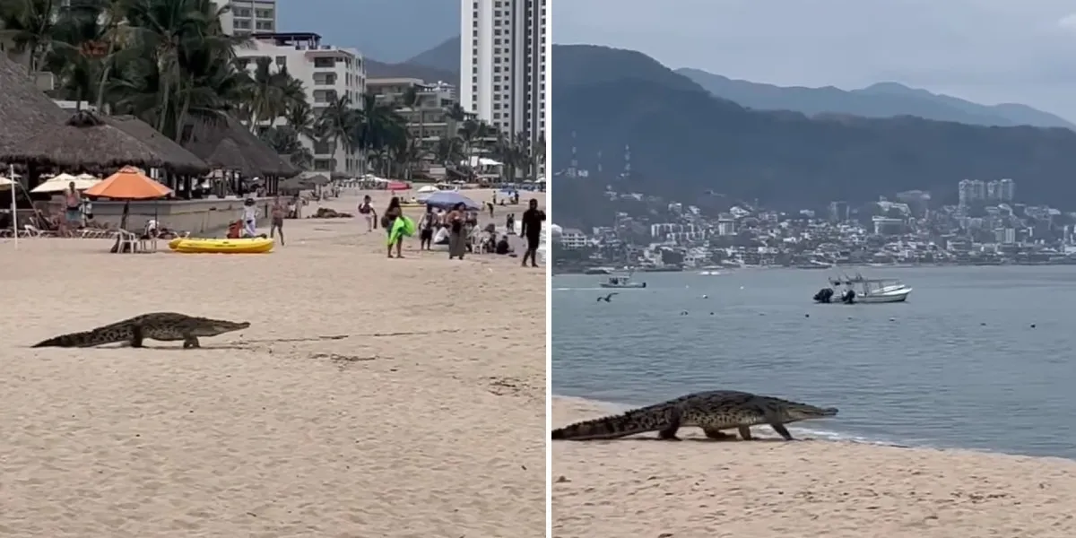 Ataque de cocodrilo en Puerto Vallarta deja un turista de la CDMX sin vida