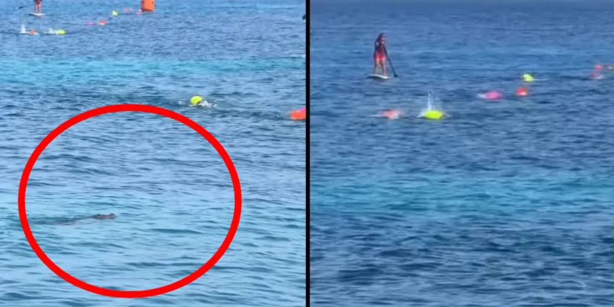 Avistan un cocodrilo en el mar durante una competencia de natación infantil