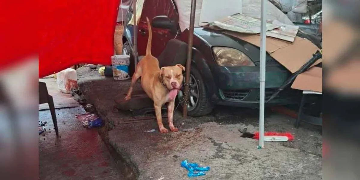 Muere hombre tras ataque de pitbull en Indios Verdes; Fiscalía de CDMX investiga el caso