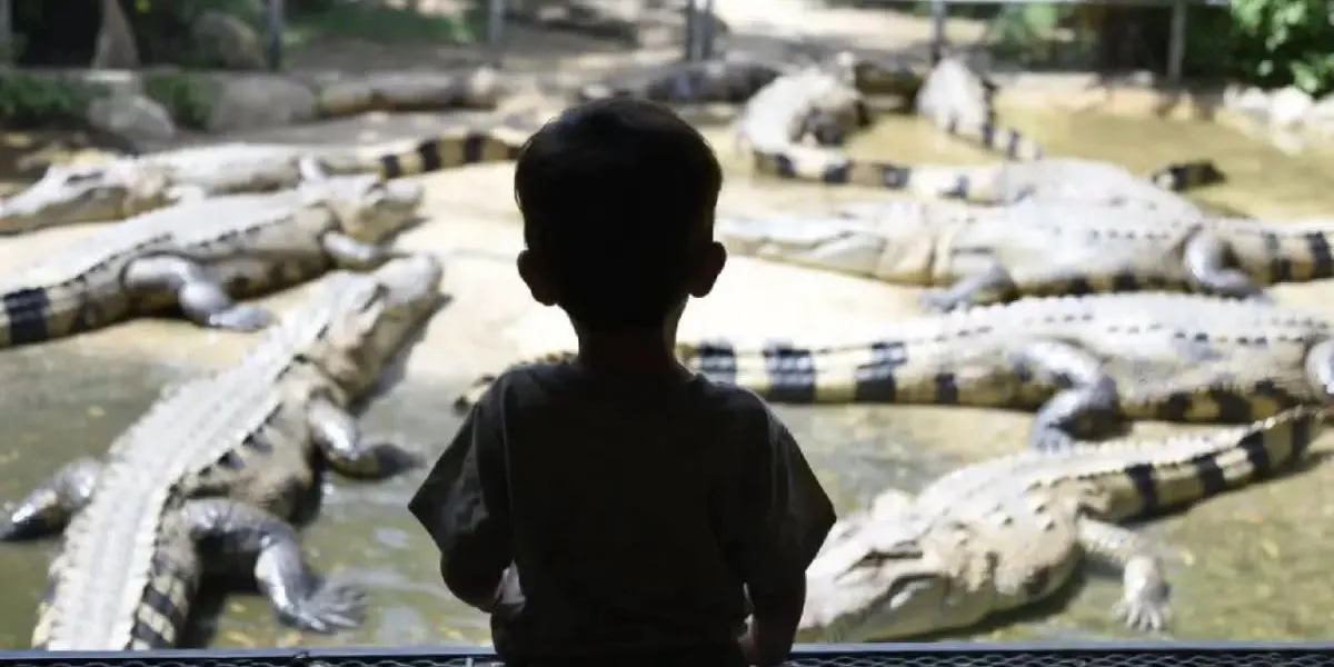La milagrosa recuperación del niño lanzado al recinto de cocodrilos en un zoológico del Reino Unido