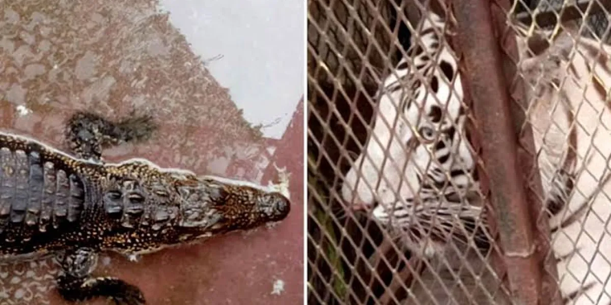 Aseguran un tigre de Bengala y un cocodrilo en un autolavado de Ciudad Juárez