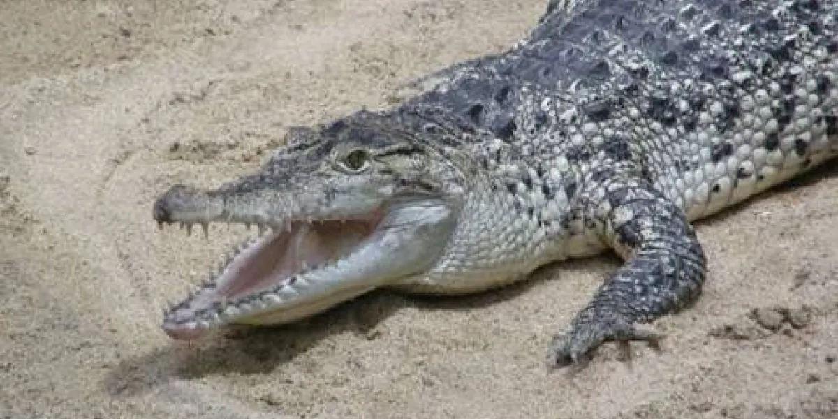 Ataque fatal de cocodrilo a su cuidador en zoológico de Papúa Nueva Guinea