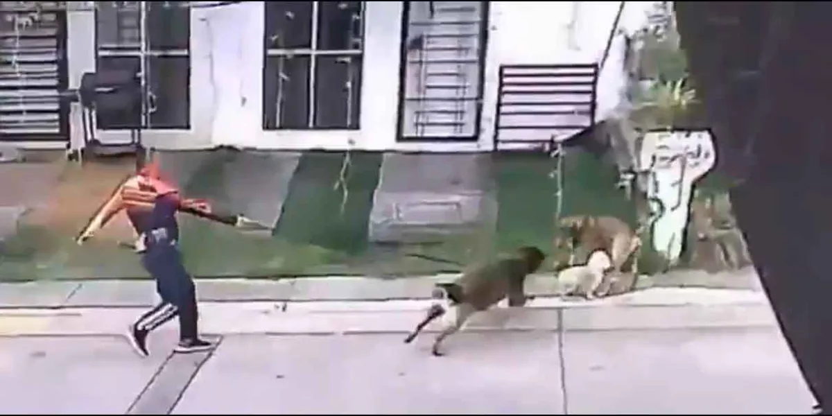 Director de clínica del IMSS usa a su perro para agredir a lomito callejero; ya es investigado. VIDEO