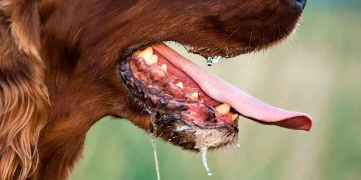 No solo los perros transmiten rabia: estos animales también pueden contagiarte