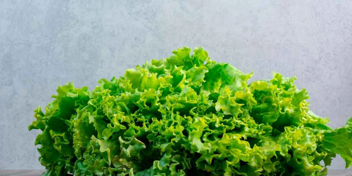 COFEPRIS deslinda a productos mexicanos como causa de salmonela y Cyclospora  en EU