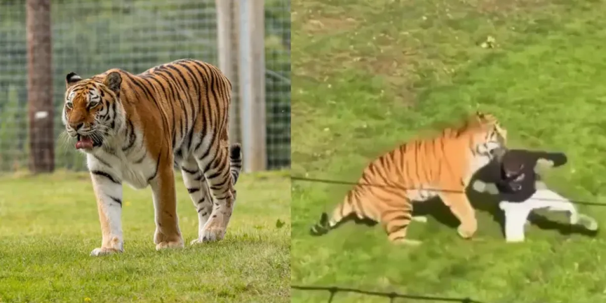 Un hombre muere tras ingresar al recinto de tigres en un zoológico del Reino Unido