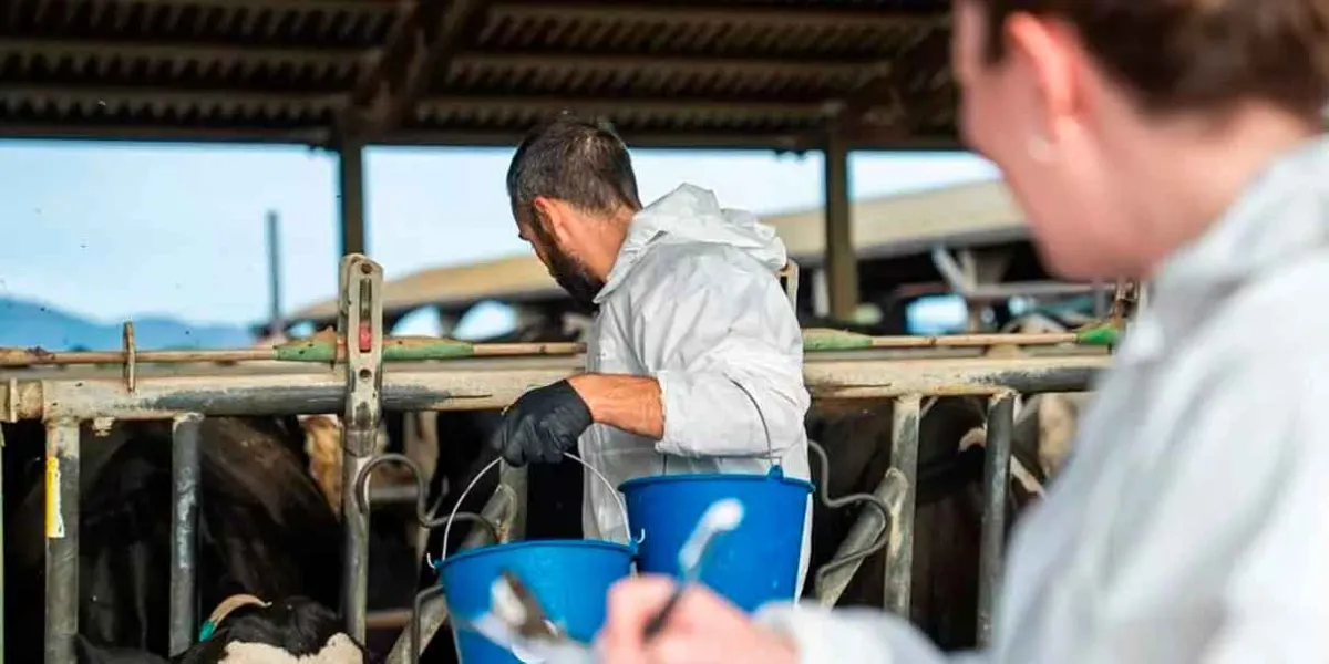 Virus Shamonda: qué es, cómo se transmite y qué riesgo hay en México