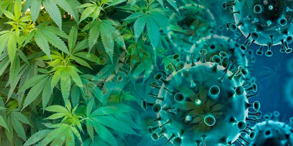 Cannabis puede evitar Covid-19, revela estudio