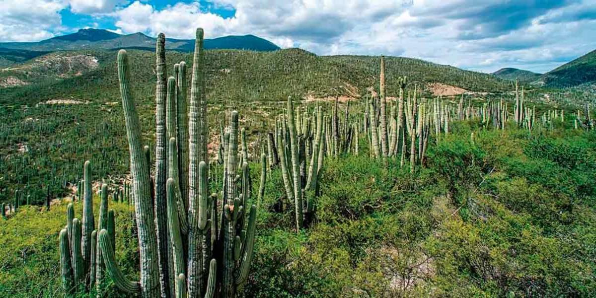 Sigue la destrucción de la Reserva de la Biosfera Tehuacán–Cuicatlán por la cementera Cruz Azul