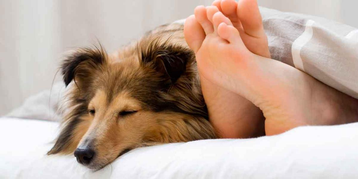 Razones por las que debes dejar dormir a tu perrito contigo 