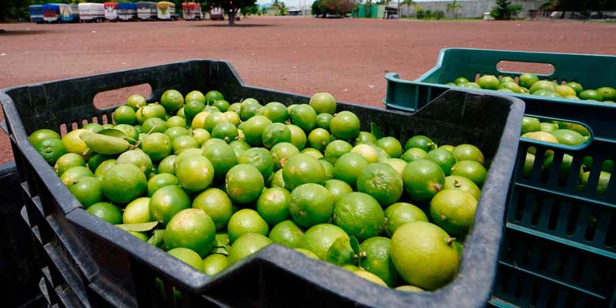 En Apatzingán, Michoacán, limoneros enfrentan “solos” el crimen organizado
