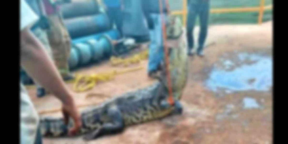 En Tamaulipas, hallan cocodrilo de 3 metros atrapado en tubería