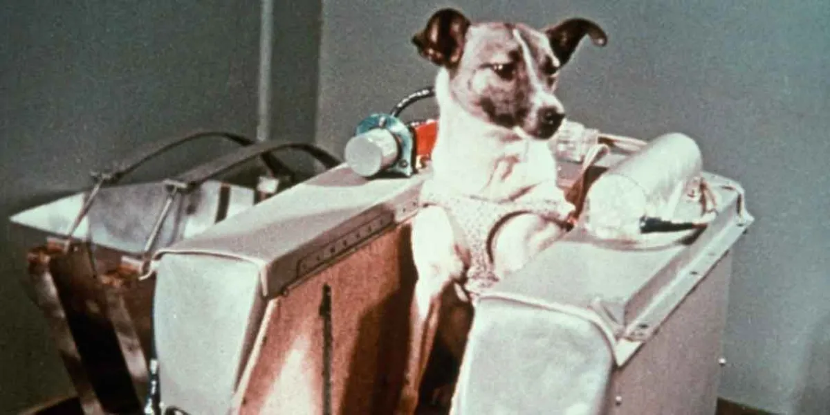 Laika, fue el primer ser vivo que vio el espacio