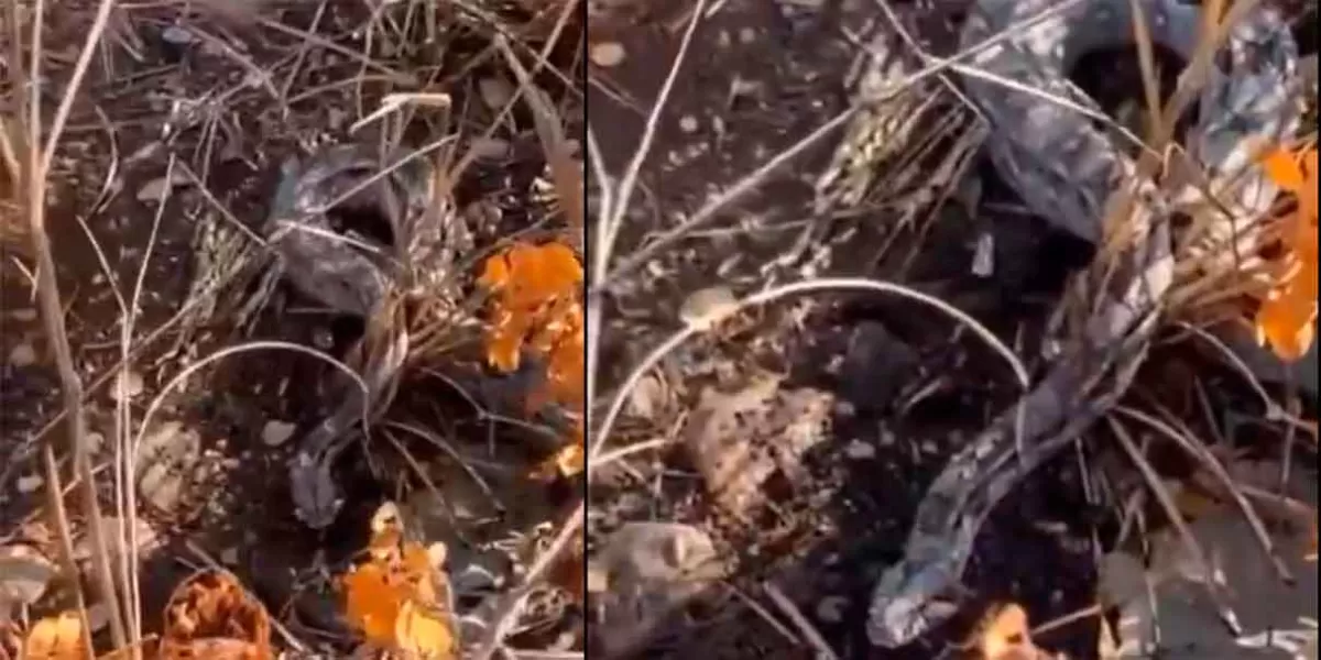 VIDEO. En Yucatán, hombres se compadecen de una boa y le dan agua; ella agradece