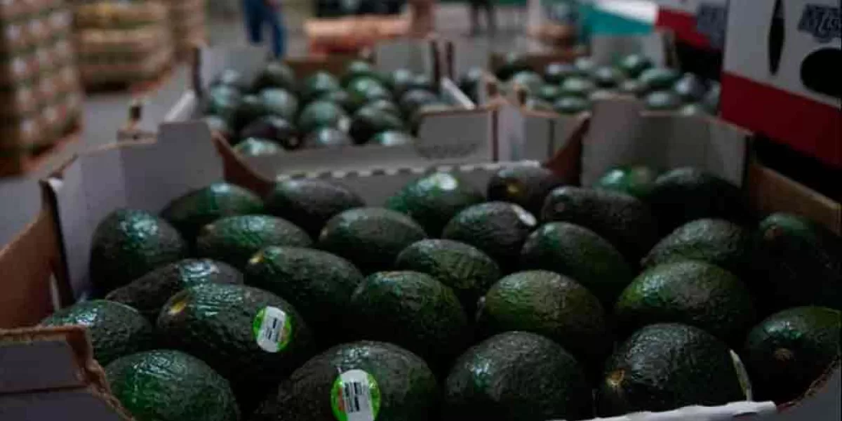 Por agresiones a inspectores, Estados Unidos suspende la importación de aguacate mexicano