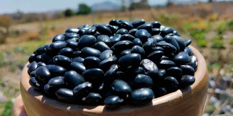 Cosechando soberanía: Puebla liderará proyectos de alimentación 