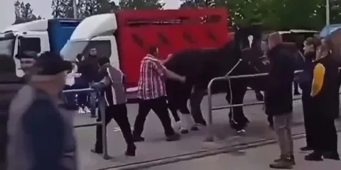 Caballo responde con tremendo patadón a hombre que le jalaba la cola
