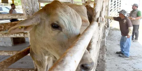 Confirman primer caso de gusano barrenador en Estados Unidos en ganado de Texas