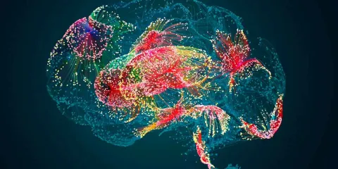 Cerebro humano: estudio plantea dos orígenes celulares distintos