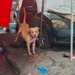 Muere hombre tras ataque de pitbull en Indios Verdes; Fiscalía de CDMX investiga el caso