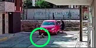 Automovilista atropella intencionalmente a un perro en Puebla
