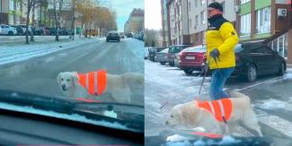 A ladridos perro guía detiene el tráfico para ayudar a su dueño ciego a cruzar la calle