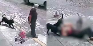 En calles de Querétaro, jauría de perros ataca a abuelita
