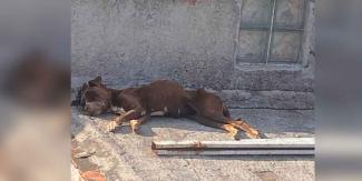 Tenía a su perro en los huesos y lo castigan con servicio comunitario