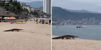Ataque de cocodrilo en Puerto Vallarta deja un turista de la CDMX sin vida
