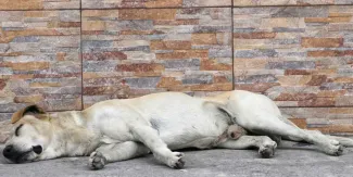 IMÁGENES SENSIBLES. ‘Un monstruo’  dispara varias veces contra un perro que estaba dormido en la calle  
