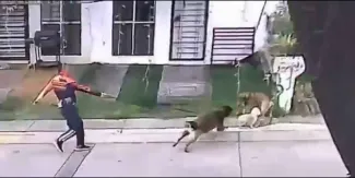 Director de clínica del IMSS usa a su perro para agredir a lomito callejero; ya es investigado. VIDEO