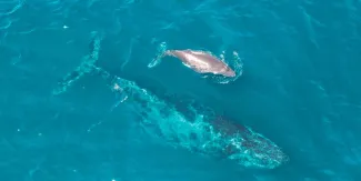Lanzan gratuitamente el documental ¿Ballenas o Gas? Jane Fonda y Ximena Sariñana alzan la voz