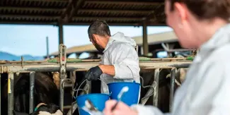 Virus Shamonda: qué es, cómo se transmite y qué riesgo hay en México