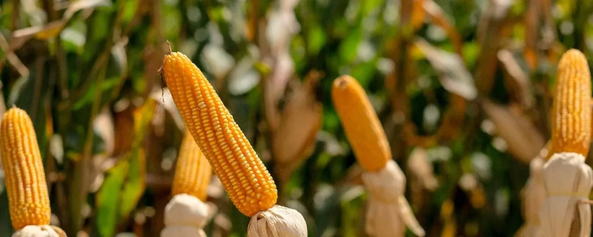 México rompe récord de importación de maíz en la primera mitad de 2026